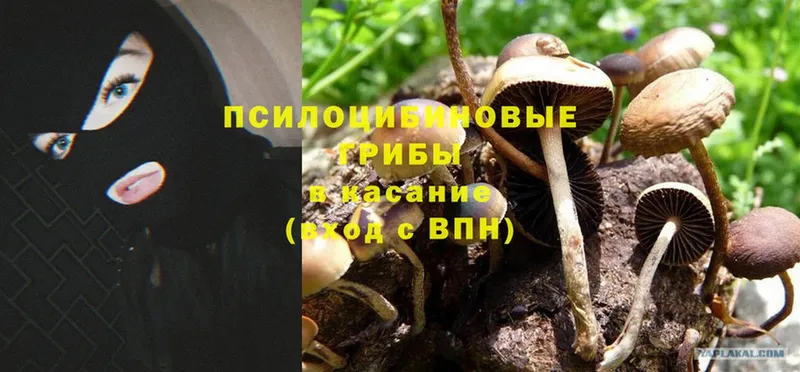 Псилоцибиновые грибы Cubensis  Долинск 